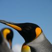 King Penguin